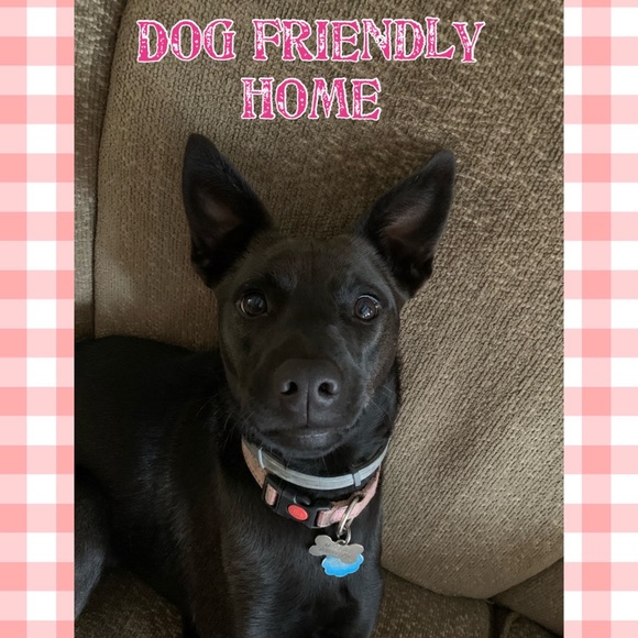 Meet your Posher, Stacey - Picture 3 of 5